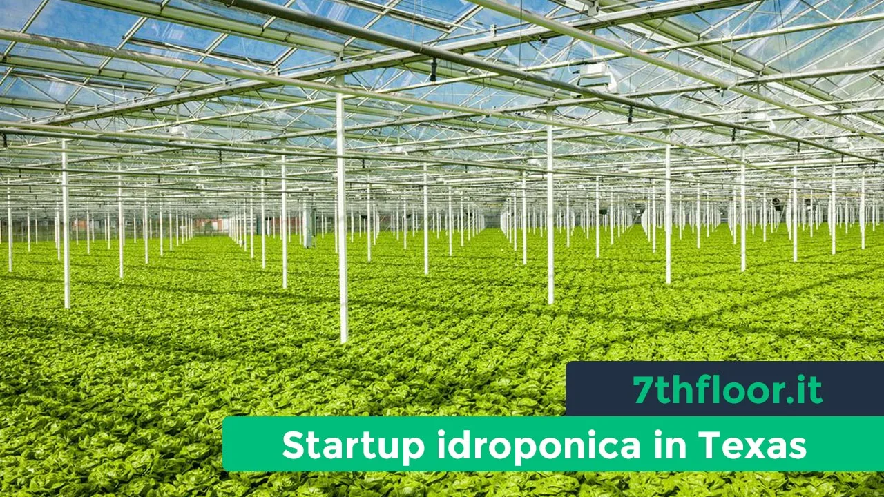 Startup idroponica texana, trova il successo nella coltivazione di lattuga